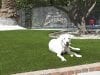 pet-grass