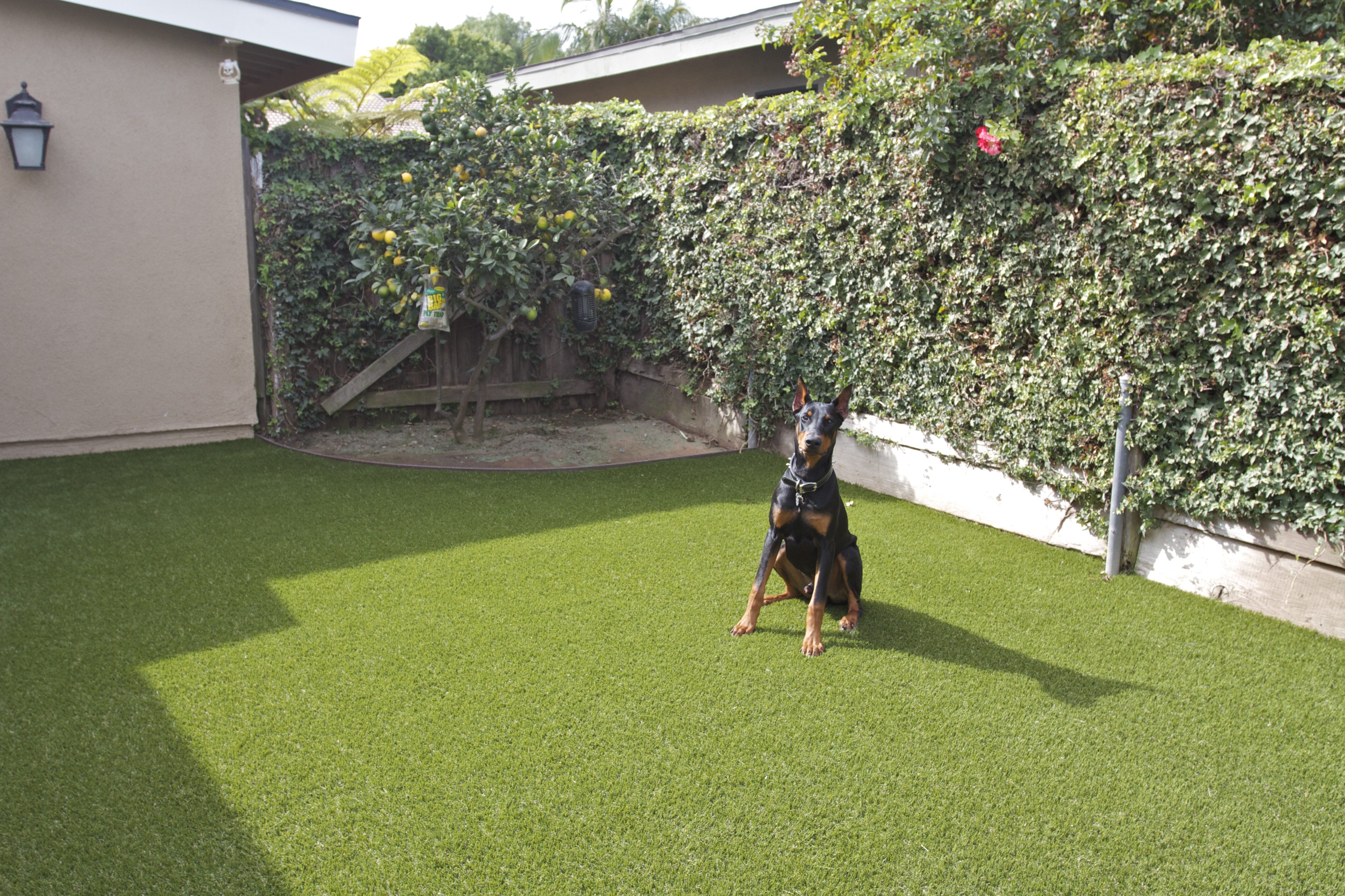53 HQ Photos Artificial Grass For Pets Reviews - Pet Turf, Artificial Grass for Dogs Albuquerque, New Mexico