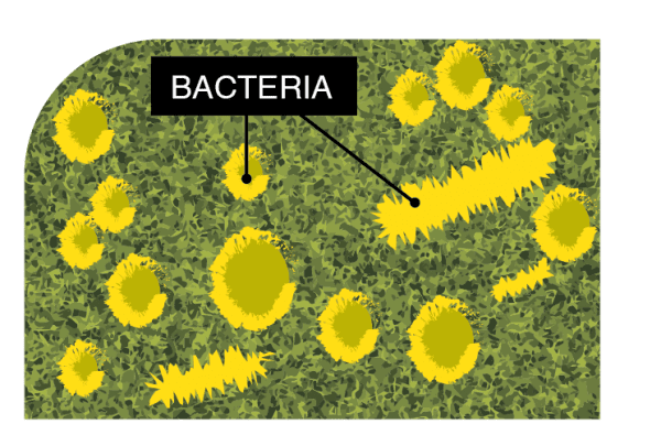 Microban Technology keeps artificial grass cleaner & fresher, Green-R Turf