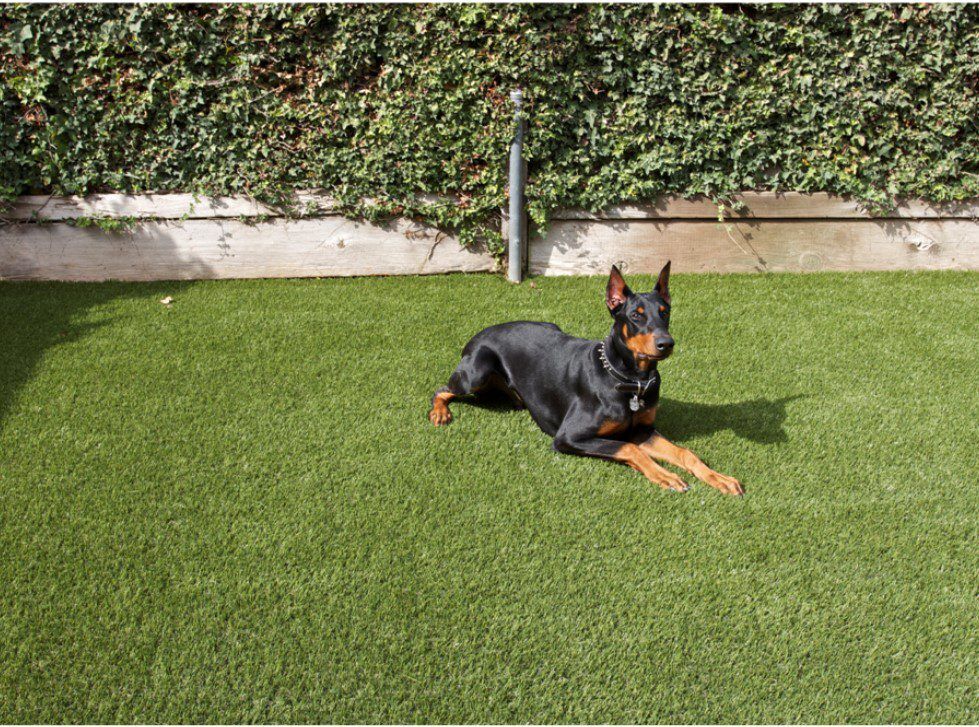 Pet Artificial Grass for Backyards, Kennel, Dog Parks Green-R Turf Corona