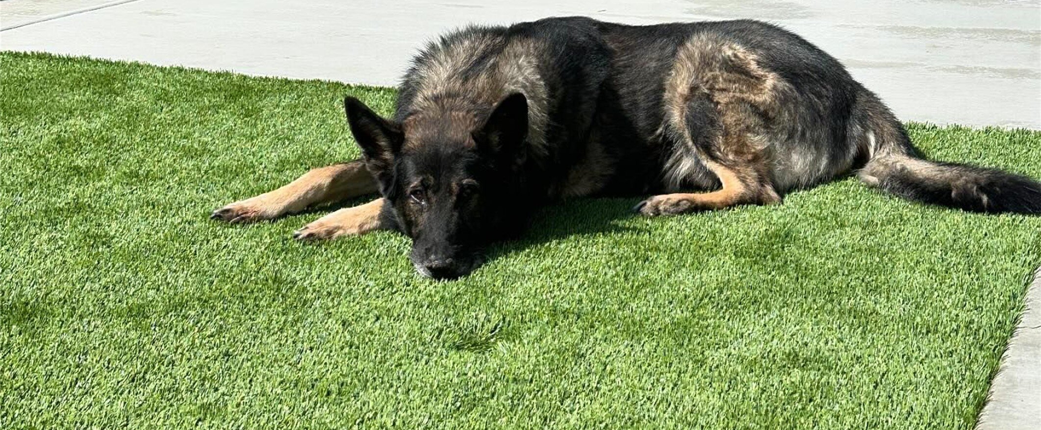 Pet Artificial Grass, Clean & Durable Turf Green-R Turf, Corona CA