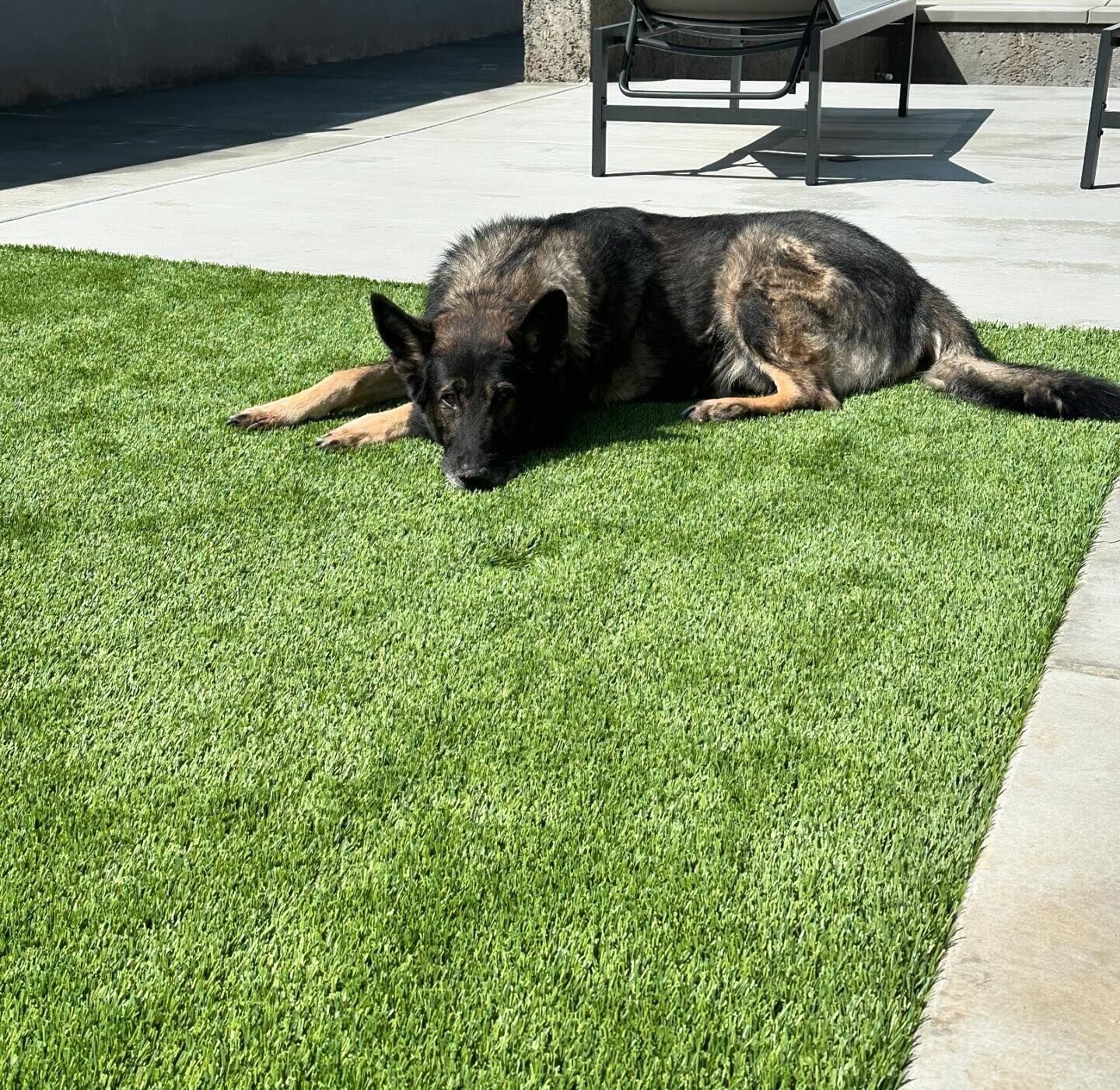Pet Turf Installation in Yuciapa Residential Artificial Grass can transform any yard, Green-R Turf