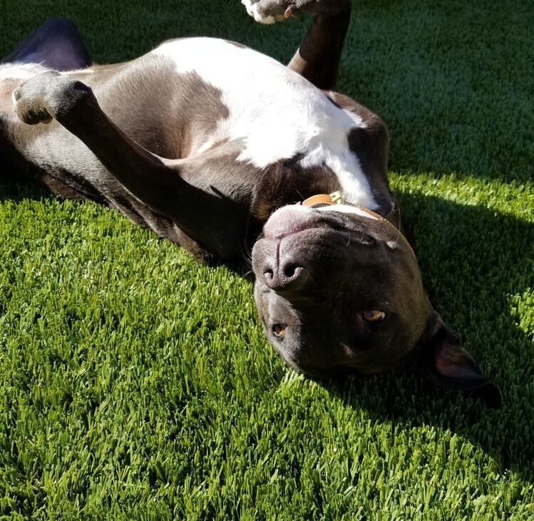Pet Turf Installation in Corona Green-R Turf Artificial Grass & Pavers, Corona, Riverside, CA
